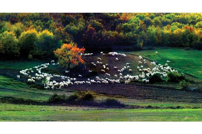 1320bii%e2%80%a1rol-kiraci%c2%a7-k-marasi%c2%a7