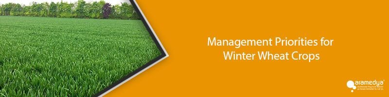Management Priorities for Winter Wheat Crops