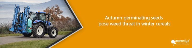 Autumn-germinating seeds pose weed threat in winter cereals