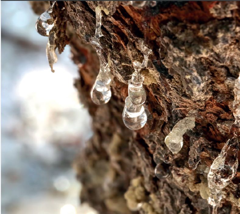 Mondelēz International